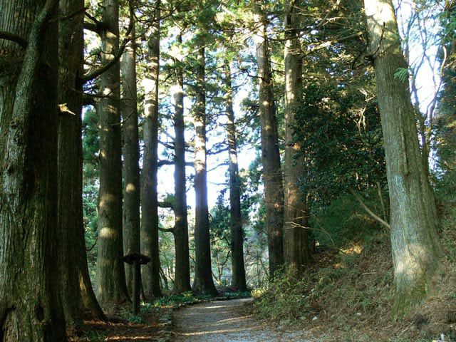 箱根舊街道杉林道